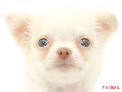 東京都のチワワ(ロング) (コジマ阿佐ヶ谷店/2024年4月14日生まれ/女の子/クリームホワイト)の子犬