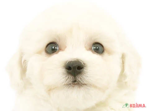 東京都のビションフリーゼ (コジマ練馬店/2024年4月16日生まれ/男の子/ホワイト)の子犬