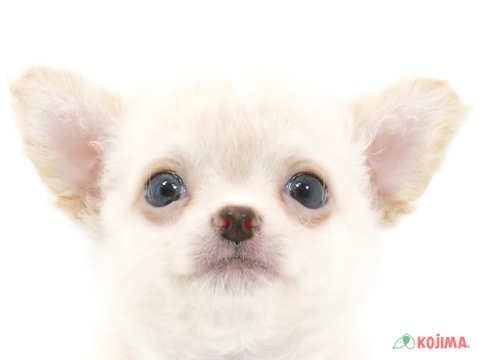 埼玉県のチワワ(ロング) (コジマ大宮店/2024年4月5日生まれ/男の子/ホワイト)の子犬