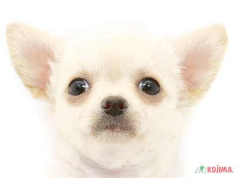 東京都のチワワ(ロング) (コジマ西篠崎店/2024年4月5日生まれ/女の子/ホワイト)の子犬