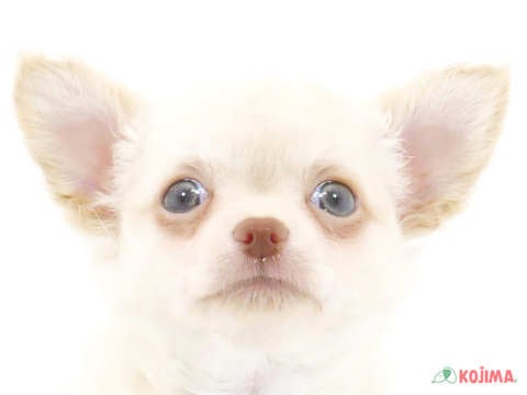 埼玉県のチワワ(ロング) (コジマ戸田公園店/2024年4月5日生まれ/男の子/ホワイト)の子犬