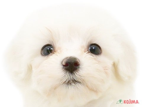 埼玉県のハーフ犬 (コジマ大宮店/2024年4月14日生まれ/女の子/ホワイト)の子犬