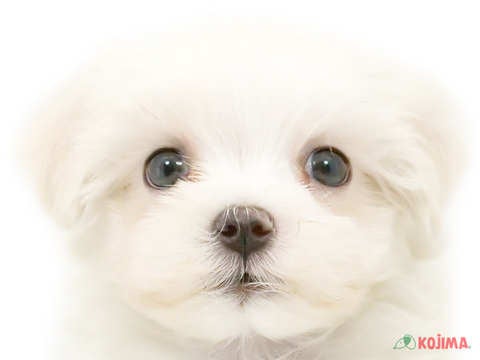 東京都のマルチーズ (コジマアリオ葛西店/2024年4月14日生まれ/男の子/ホワイト)の子犬