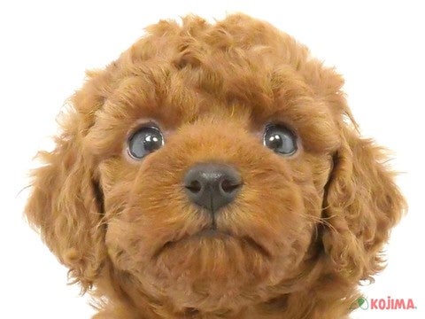 東京都のトイプードル(トイ) (コジマアリオ亀有店/2024年4月10日生まれ/女の子/レッド)の子犬