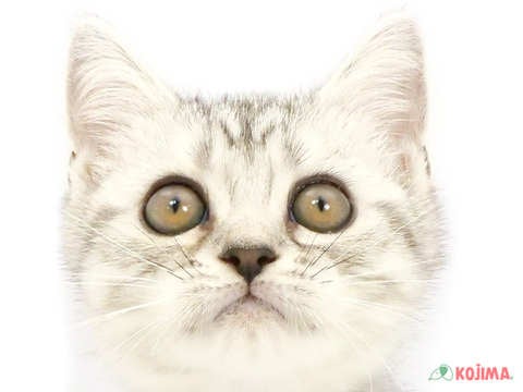 千葉県のスコティッシュストレート (コジマウエルケアセンター/2024年4月8日生まれ/女の子/シルバータビー)の子猫