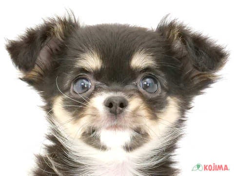 千葉県のチワワ(ロング) (コジマウエルケアセンター/2024年4月15日生まれ/女の子/ブラックタンホワイト)の子犬
