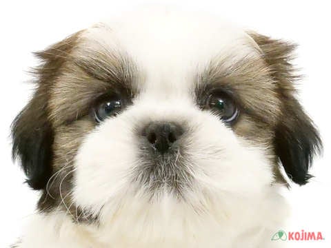 東京都のシーズー (コジマ木場店/2024年4月11日生まれ/男の子/ホワイトゴールド)の子犬