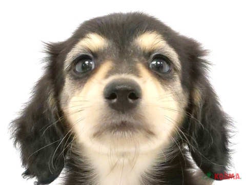 千葉県のカニンヘンダックスフンド(ロング) (コジマウエルケアセンター/2024年4月18日生まれ/女の子/ブラックイエロー)の子犬