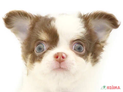 東京都のチワワ(ロング) (コジマ国領店/2024年4月15日生まれ/男の子/ホワイトチョコレートタン)の子犬
