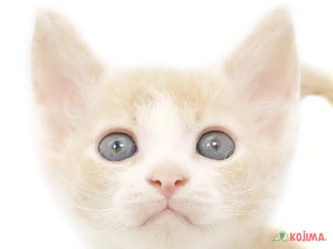 千葉県のラパーマ (コジマウエルケアセンター/2024年4月18日生まれ/男の子/クリームタビーホワイト)の子猫