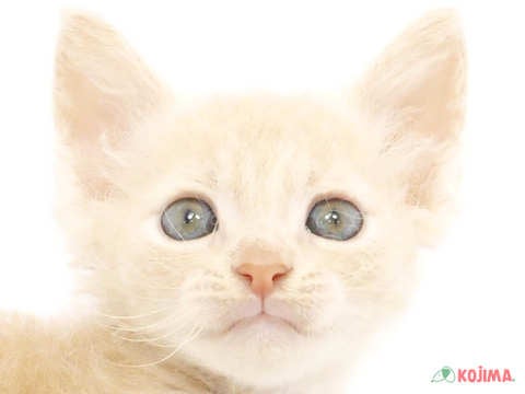 千葉県のラパーマ (コジマアリオ柏店/2024年4月18日生まれ/男の子/クリームタビー)の子猫
