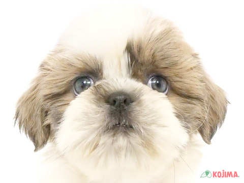 神奈川県のシーズー (コジマアリオ橋本店/2024年4月17日生まれ/女の子/ホワイトゴールド)の子犬