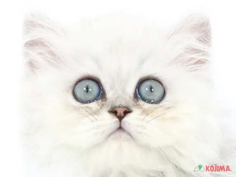 埼玉県のペルシャ (コジマ浦和店/2024年4月4日生まれ/男の子/チンチラシルバー)の子猫