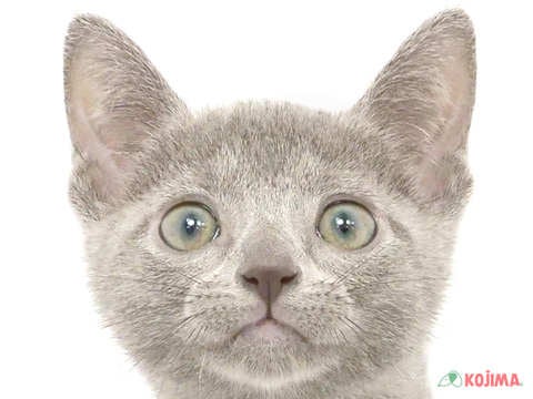 千葉県のロシアンブルー (コジマウエルケアセンター/2024年4月18日生まれ/女の子/ブルー)の子猫