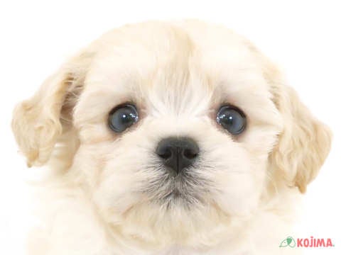 千葉県のマルプー(マルチーズ×プードル) (コジマウエルケアセンター/2024年4月17日生まれ/女の子/クリーム)の子犬