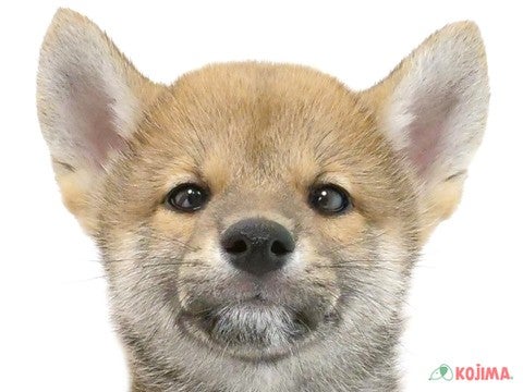 東京都の柴犬(標準サイズ) (コジマ高井戸店/2024年4月11日生まれ/男の子/赤)の子犬
