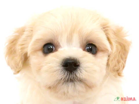 千葉県のマルプー(マルチーズ×プードル) (コジマウエルケアセンター/2024年4月17日生まれ/女の子/クリーム)の子犬