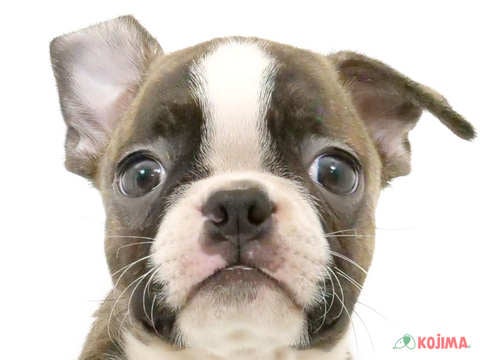 千葉県のボストンテリア (コジマウエルケアセンター/2024年4月16日生まれ/男の子/ボストンカラー)の子犬