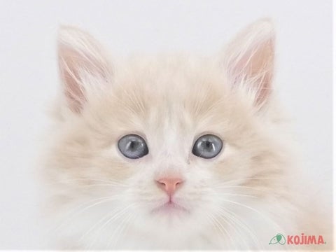 兵庫県のノルウェージャンフォレストキャット (コジマ明石店/2024年4月3日生まれ/男の子/クリームホワイト)の子猫