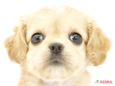 2024年4月19日生まれのハーフ犬の1枚目の写真