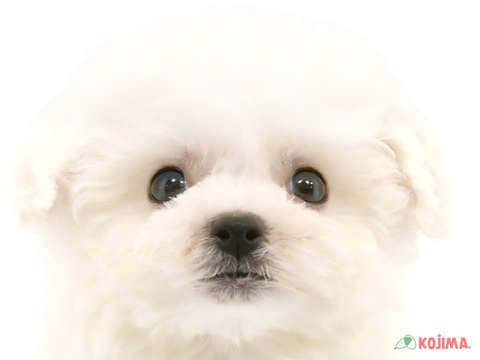 東京都のビションフリーゼ (コジマ花小金井店/2024年4月21日生まれ/男の子/ホワイト)の子犬