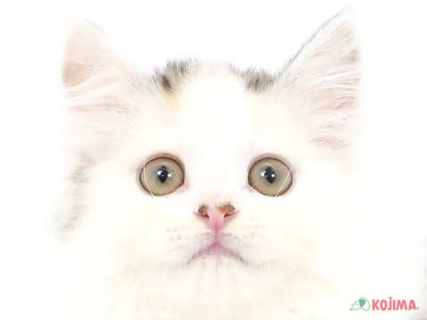 埼玉県のサイベリアン (コジマ浦和店/2024年4月20日生まれ/女の子/ダイリュートキャリコ)の子猫