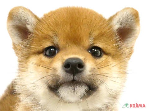 東京都の柴犬(標準サイズ) (コジマアリオ葛西店/2024年4月20日生まれ/女の子/赤)の子犬