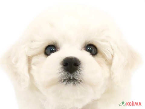 茨城県のビションフリーゼ (コジマイーアスつくば店/2024年4月19日生まれ/男の子/ホワイト)の子犬