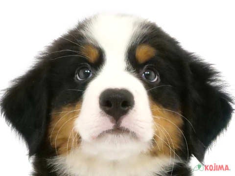 神奈川県のバーニーズマウンテンドッグ (コジマ横浜青葉店/2024年4月8日生まれ/男の子/ブラックラストホワイト)の子犬