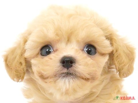 東京都のチワプー/プーチー(チワワ×プードル) (コジマ木場店/2024年4月20日生まれ/男の子/アプリコット)の子犬