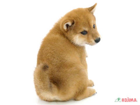 2024年4月21日生まれの柴犬(標準サイズ)の3枚目の写真