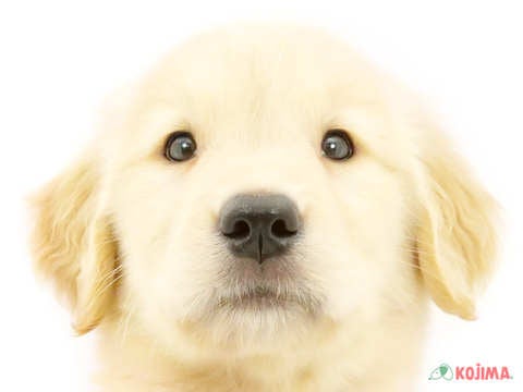 埼玉県のゴールデンレトリバー (コジマ三郷店/2024年4月15日生まれ/女の子/ゴールデン)の子犬
