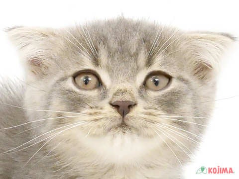 東京都のスコティッシュフォールド (コジマ阿佐ヶ谷店/2024年4月20日生まれ/男の子/ブルータビー)の子猫