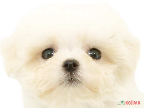 東京都のマルチーズ (コジマ板橋店/2024年4月21日生まれ/男の子/ホワイト)の子犬