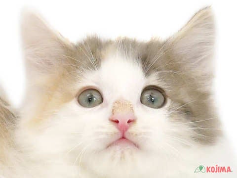 東京都のノルウェージャンフォレストキャット (コジマ板橋店/2024年4月21日生まれ/女の子/ブルーパッチドタビーホワイト)の子猫