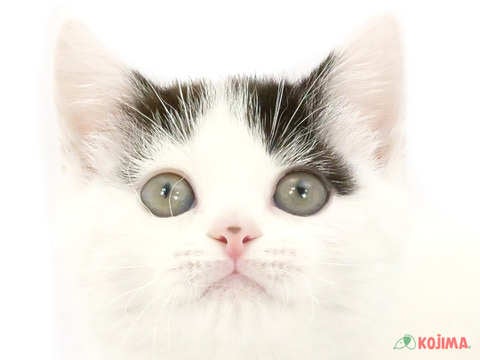 埼玉県のスコティッシュストレート (コジマ大宮店/2024年4月20日生まれ/女の子/ホワイトブラック)の子猫