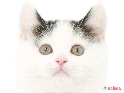 東京都のスコティッシュストレート (コジマ阿佐ヶ谷店/2024年4月20日生まれ/男の子/ホワイトブラック)の子猫