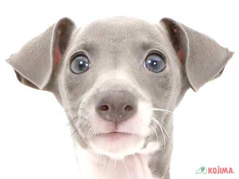 東京都のイタリアングレーハウンド (コジマ町田店/2024年4月19日生まれ/男の子/ホワイトブルー)の子犬