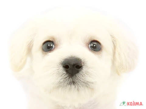 埼玉県のハーフ犬 (コジマ三郷店/2024年4月20日生まれ/女の子/ホワイト)の子犬