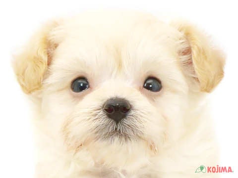 東京都のポメプー(ポメラニアン×プードル) (コジマ国立店/2024年4月20日生まれ/男の子/クリーム)の子犬