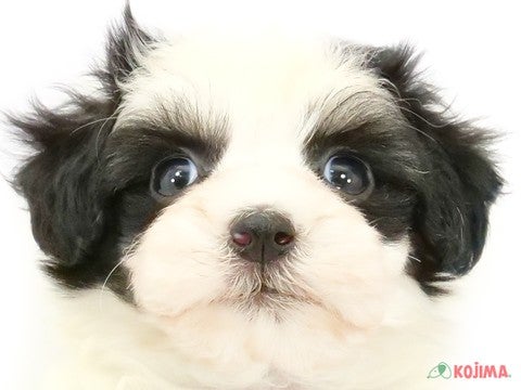 東京都のポメプー(ポメラニアン×プードル) (コジマ両国店/2024年4月20日生まれ/男の子/ブラックホワイト)の子犬