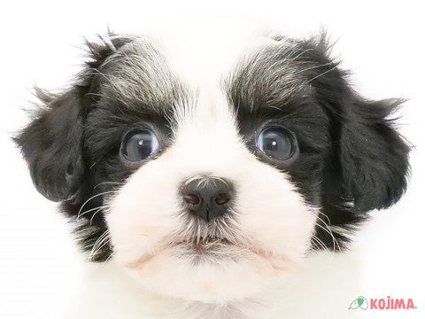 東京都のポメプー(ポメラニアン×プードル) (コジマ西篠崎店/2024年4月20日生まれ/男の子/ブラックホワイト)の子犬