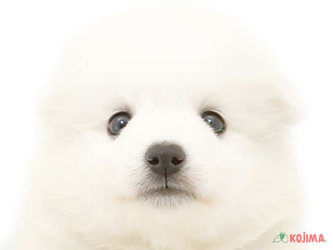 東京都の日本スピッツ (コジマ八王子店/2024年4月20日生まれ/男の子/ホワイト)の子犬