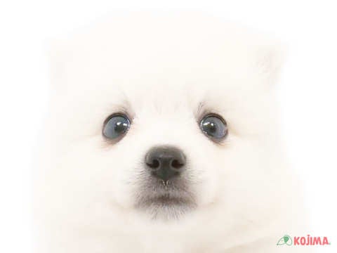 東京都の日本スピッツ (コジマ国領店/2024年4月20日生まれ/女の子/ホワイト)の子犬