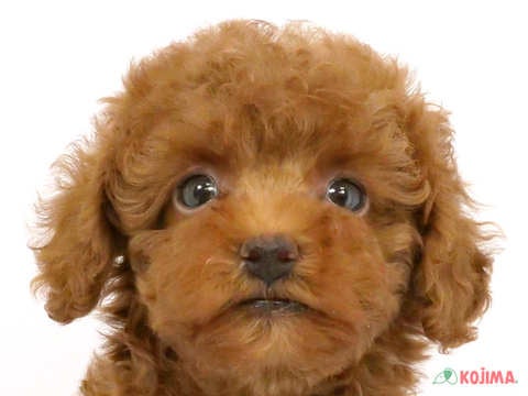 東京都のトイプードル(トイ) (コジマ練馬店/2024年4月21日生まれ/男の子/レッド)の子犬