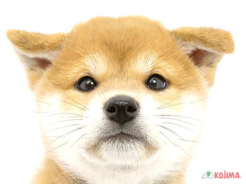 千葉県の柴犬(標準サイズ) (コジマアリオ市原店/2024年4月21日生まれ/女の子/赤)の子犬