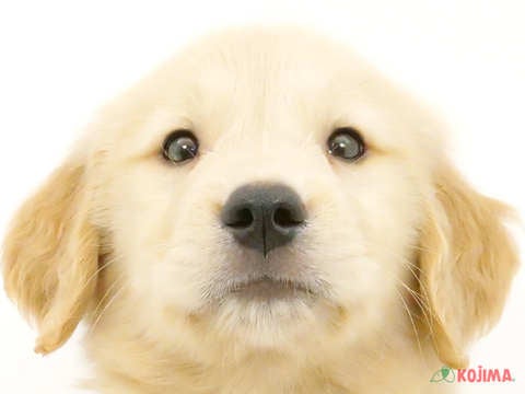 茨城県のゴールデンレトリバー (コジマイーアスつくば店/2024年4月15日生まれ/男の子/ゴールデン)の子犬