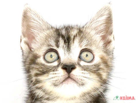 東京都のアメリカンショートヘアー (コジマ田端店/2024年4月21日生まれ/女の子/シルバーパッチドタビー)の子猫