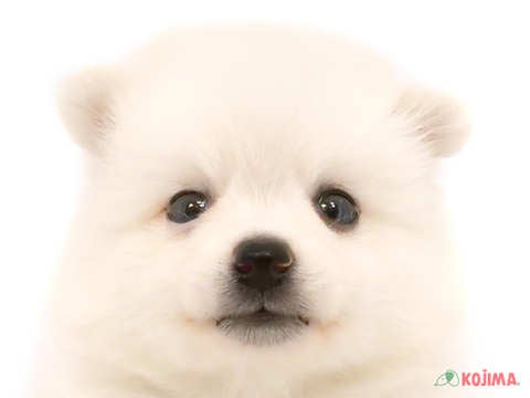 埼玉県の日本スピッツ (コジマアリオ深谷店/2024年4月20日生まれ/女の子/ホワイト)の子犬