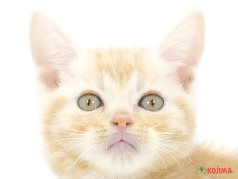 東京都のアメリカンショートヘアー (コジマアリオ北砂店/2024年4月22日生まれ/男の子/レッドタビー)の子猫